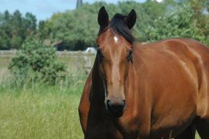 CACHAREL UNE PRINCE