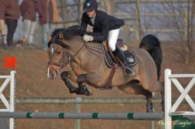 Le salon des etalons poneys a St Lo 