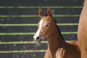 Variance une Prince rejoint sa soeur